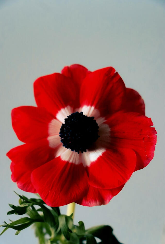 Red Poppy The Red Poppy is native to most all of Eurasia and North Africa.